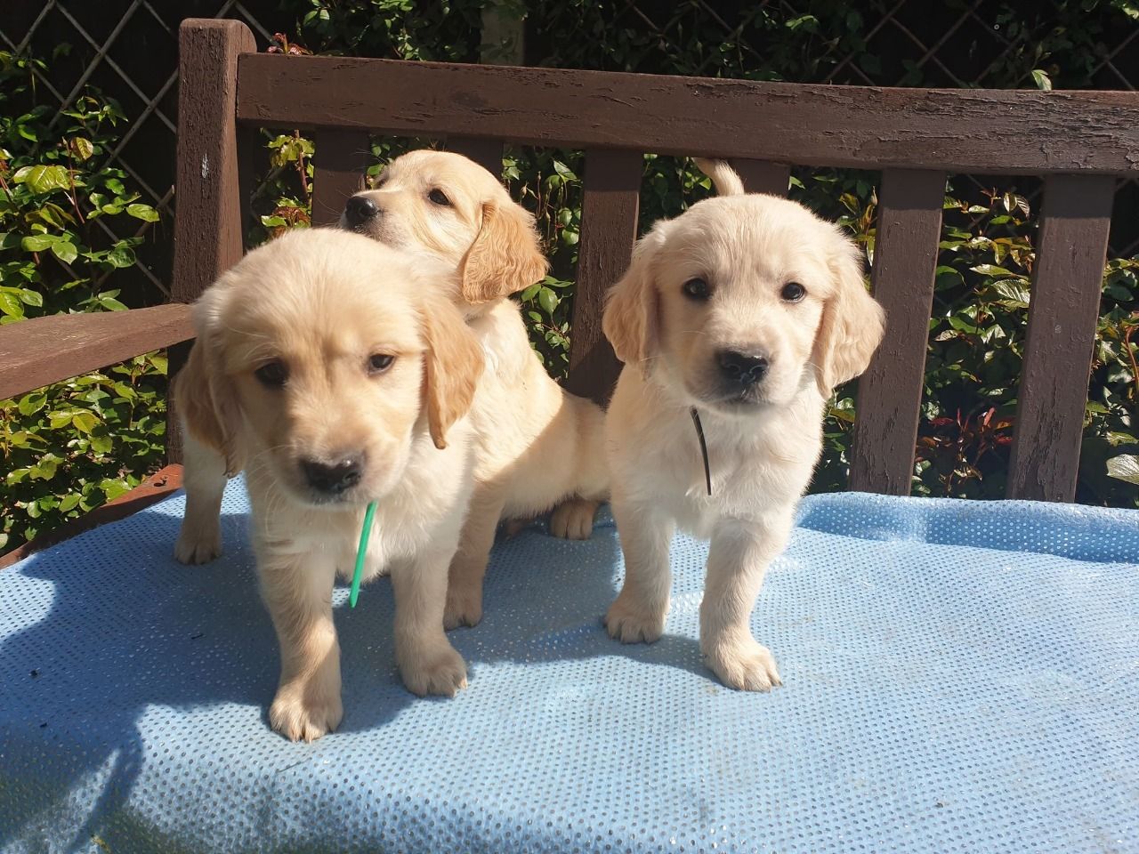 Schattige Golden Retriever-puppy's - nr. 1