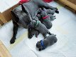 Lovely French Bulldog Puppies Available - 0 - Thumbnail