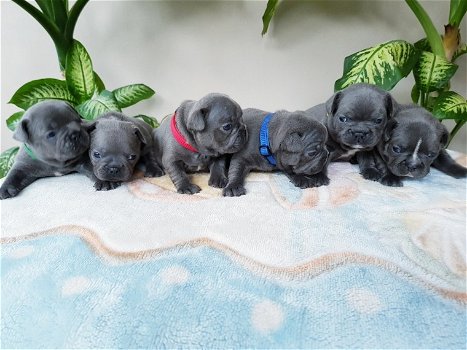 Lovely French Bulldog Puppies Available - 1
