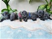 Lovely French Bulldog Puppies Available - 1 - Thumbnail