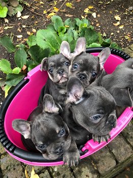 Lovely French Bulldog Puppies Available - 2