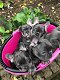 Lovely French Bulldog Puppies Available - 2 - Thumbnail