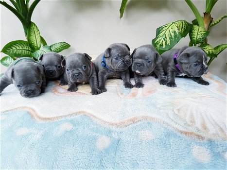 Lovely French Bulldog Puppies Available - 3