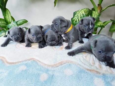 Lovely French Bulldog Puppies Available - 4