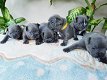 Lovely French Bulldog Puppies Available - 4 - Thumbnail