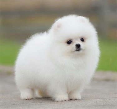 POMERANIAN PUPS met documenten - 0