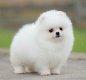 POMERANIAN PUPS met documenten - 0 - Thumbnail