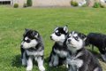 100% schone Siberische husky-pups - 0 - Thumbnail