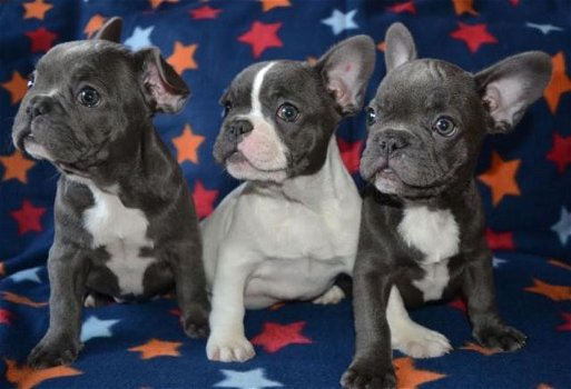 Franse Bulldog pups, Franse Bull fawn - gestroomd -bicolor - 0