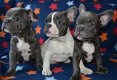 Franse Bulldog pups, Franse Bull fawn - gestroomd -bicolor - 0 - Thumbnail