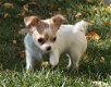 Goed getrainde chihuahua-puppy's - 0 - Thumbnail