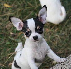  Liefdevolle Chihuahua-metgezellen