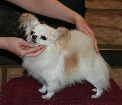 Vriendelijke Chihuahua pup - 0