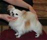 Vriendelijke Chihuahua pup - 0 - Thumbnail