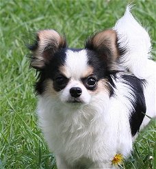 Topklasse Chihuahua-puppy's beschikbaar