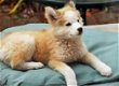 Schitterende Syberische husky puppy's - 0 - Thumbnail