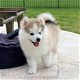 Goed getrainde Syberische husky pup - 0 - Thumbnail
