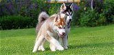 Beste ras husky pup - 0 - Thumbnail