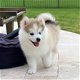 Actieve husky pup - 0 - Thumbnail