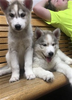 Raszuivere Siberische Husky Puppies voor adoptie - 0