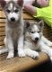 Raszuivere Siberische Husky Puppies voor adoptie - 0 - Thumbnail