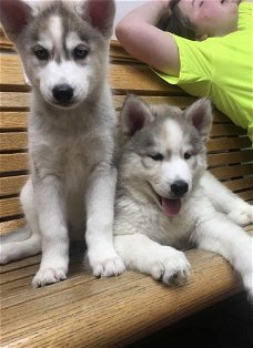 Raszuivere Siberische Husky Puppies voor adoptie