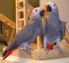 Mooie Afrikaanse grijze papegaai - 0