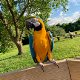 Schattige Ara papegaai voor adoptie - 0 - Thumbnail