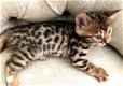Schattige Bengaalse kittens beschikbaar - 0 - Thumbnail