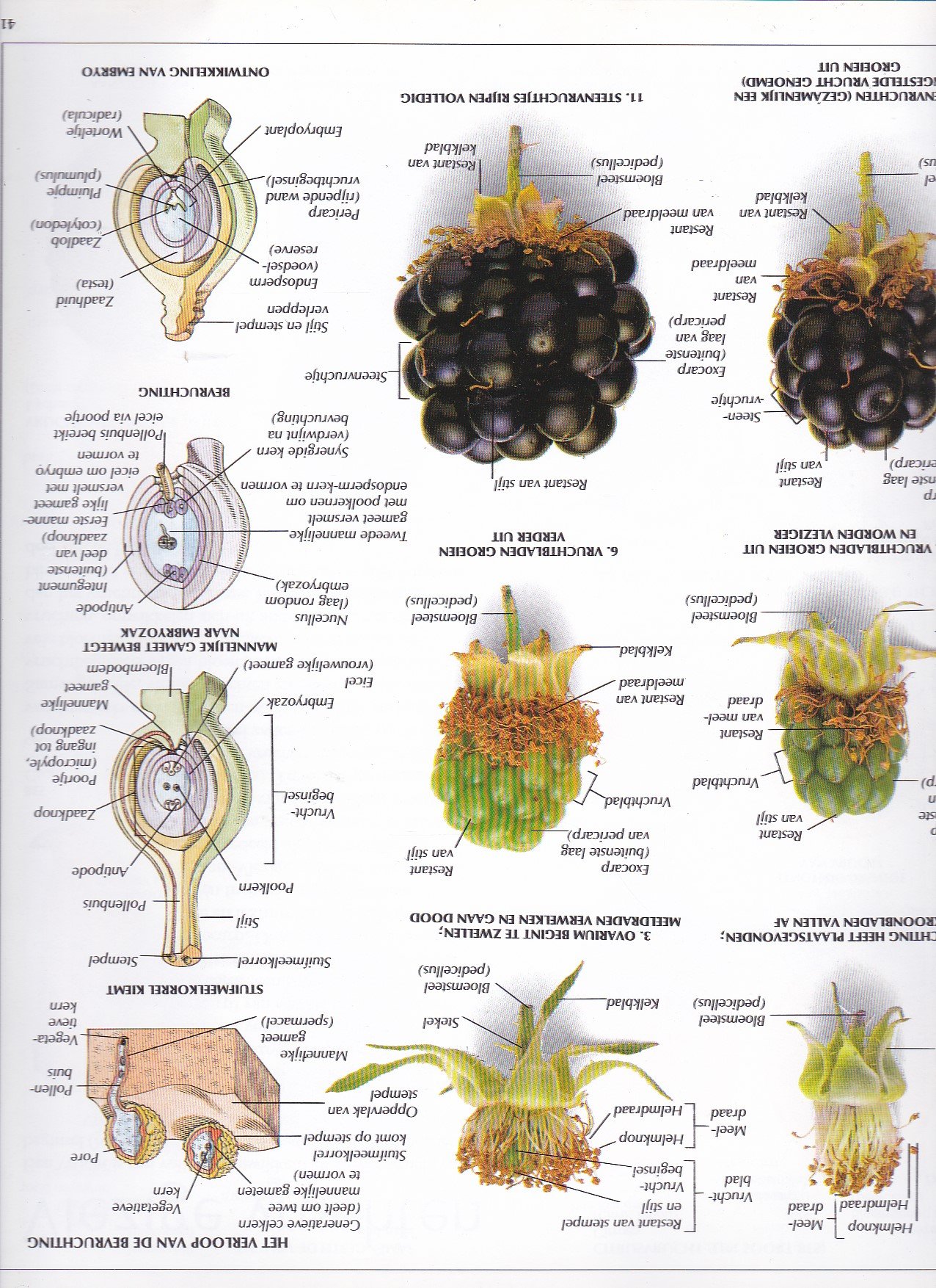 Het beeldwoordenboek van de planten - Afbeelding 3
