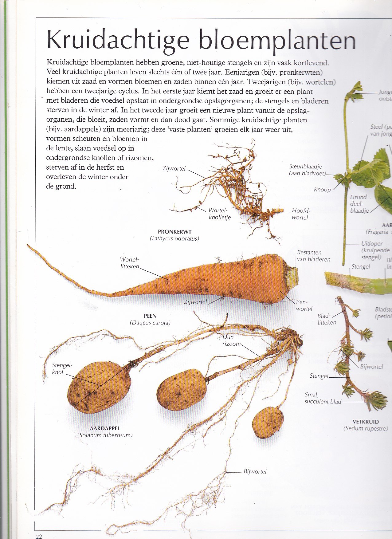 Het beeldwoordenboek van de planten - Afbeelding 4