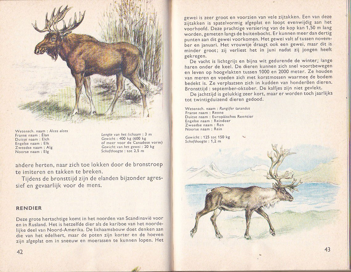 Dieren in het wild - Afbeelding 2