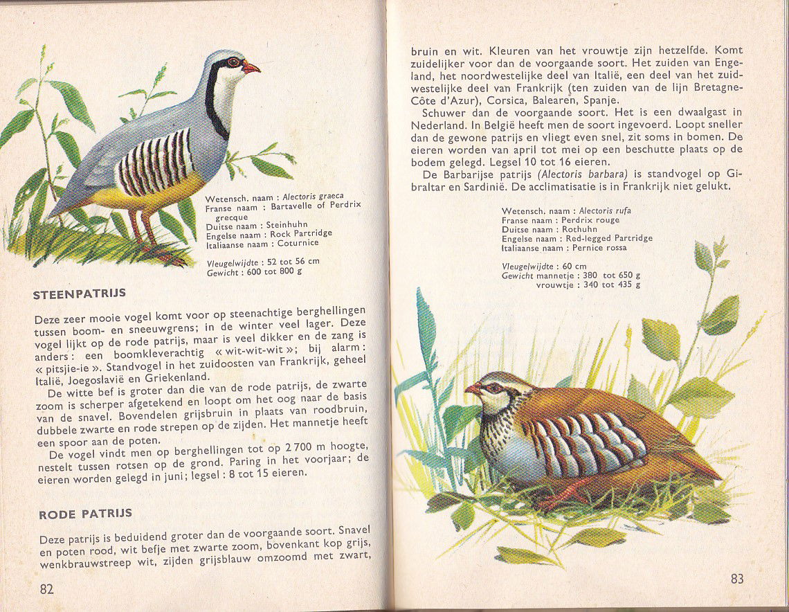 Dieren in het wild - Afbeelding 3