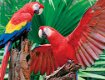 Liefdevolle ara papegaai - 0 - Thumbnail