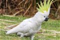 Schattige kaketoe papegaai - 0 - Thumbnail