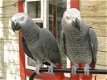 Mooie Afrikaanse grijze papegaai - 0 - Thumbnail