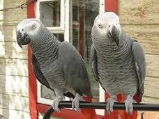  Mooie Afrikaanse grijze papegaai
