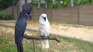 Zwart-witte kaketoe papegaai - 0