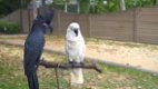 Zwart-witte kaketoe papegaai - 0 - Thumbnail