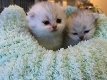 lieve mooie schotse kittens - 0 - Thumbnail