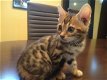 Gratis katten en kittens - 0 - Thumbnail