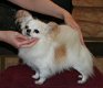 Leuke Chihuahua-puppy - 0 - Thumbnail
