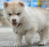 Husky Puppies voor adoptie - 0