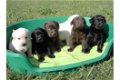 Perfect Labrador !!pupjes beschikbaar, - 0 - Thumbnail