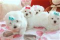 mini maltezer pups - 0 - Thumbnail