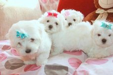 mini maltezer pups