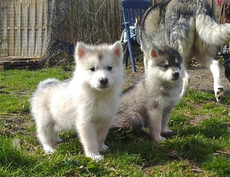 100% schone Siberische husky-pups - 0