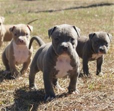 Supermooie pitbull terrier pups!