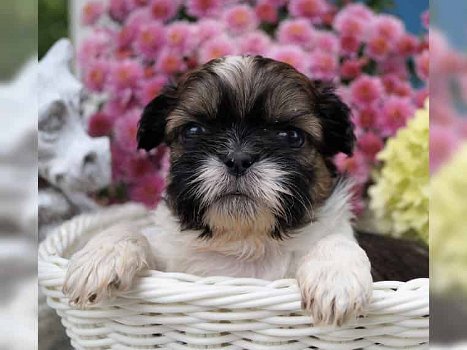 Mooie Shih Tzu Puppies - 0