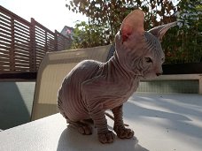 Magnifique Sphynx !!kitten beschikbaar,